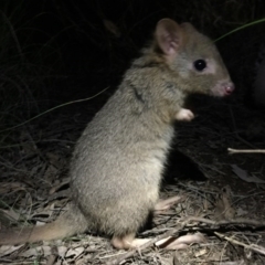 Bettongia gaimardi (Eastern Bettong, Tasmanian Bettong) at Mulligans Flat - 7 Sep 2016 by JasonC