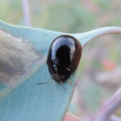 Paropsisterna sp. (genus) (A leaf beetle) at Point Hut to Tharwa - 15 Feb 2015 by michaelb