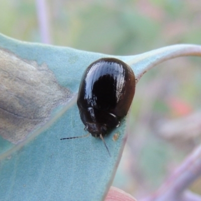 Paropsisterna sp. (genus) (A leaf beetle) at Point Hut to Tharwa - 15 Feb 2015 by michaelb