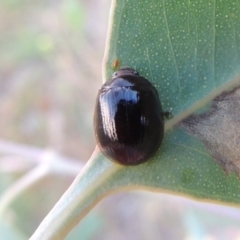 Paropsisterna sp. (genus) at Paddys River, ACT - 15 Feb 2015 07:59 PM