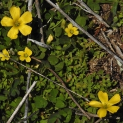 Oxalis (genus) (Wood Sorrel) at Belconnen, ACT - 6 Sep 2016 by JohnBundock