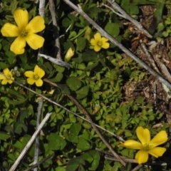 Oxalis sp. (Wood Sorrel) at Belconnen, ACT - 6 Sep 2016 by JohnBundock