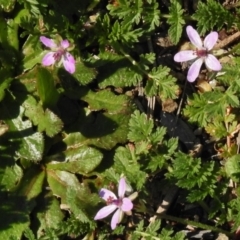 Erodium cicutarium (Common Storksbill, Common Crowfoot) at Molonglo River Reserve - 6 Sep 2016 by JohnBundock