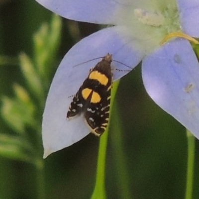 Glyphipterix chrysoplanetis (A Sedge Moth) at Pollinator-friendly garden Conder - 9 Nov 2015 by michaelb