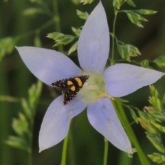 Glyphipterix chrysoplanetis at Conder, ACT - 9 Nov 2015