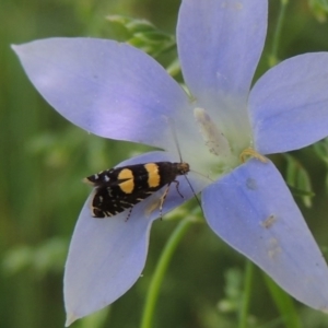 Glyphipterix chrysoplanetis at Conder, ACT - 9 Nov 2015