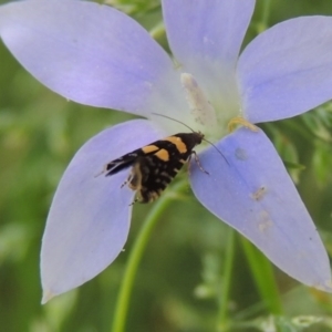 Glyphipterix chrysoplanetis at Conder, ACT - 9 Nov 2015