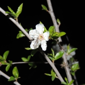 Geranomyia sp. (genus) cnm1 at Gordon, ACT - 10 Sep 2015