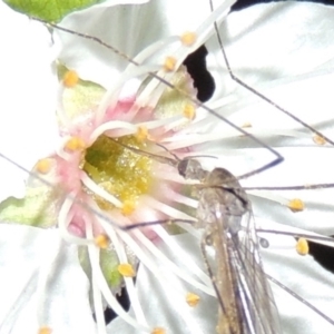 Geranomyia sp. (genus) cnm1 at Gordon, ACT - 10 Sep 2015
