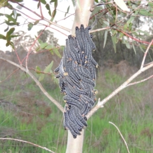 Perga sp. (genus) at Paddys River, ACT - 6 Oct 2015