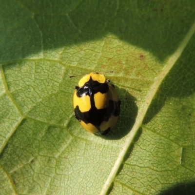 Illeis galbula (Fungus-eating Ladybird) at Conder, ACT - 14 Mar 2015 by michaelb