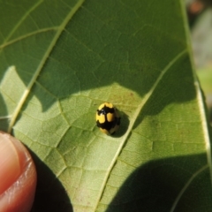 Illeis galbula at Conder, ACT - 14 Mar 2015 05:23 PM