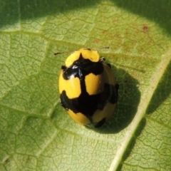 Illeis galbula at Conder, ACT - 14 Mar 2015 05:23 PM