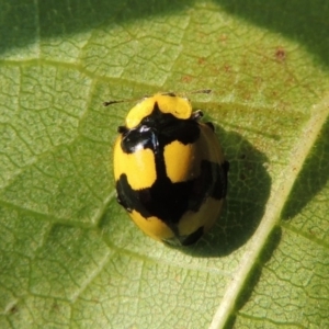 Illeis galbula at Conder, ACT - 14 Mar 2015 05:23 PM