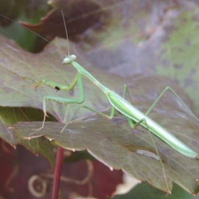 Pseudomantis albofimbriata (False garden mantis) at Conder, ACT - 23 Apr 2014 by michaelb