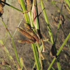 Tenodera australasiae (Purple-winged mantid) at Point Hut to Tharwa - 18 Mar 2015 by michaelb