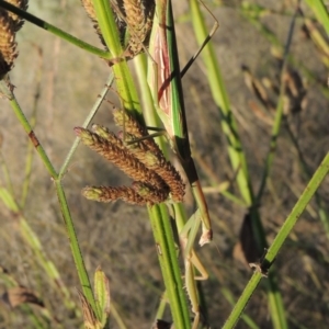 Tenodera australasiae at Paddys River, ACT - 18 Mar 2015