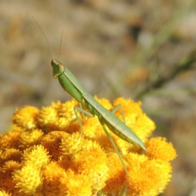 Orthodera ministralis (Green Mantid) at Conder, ACT - 7 Dec 2014 by MichaelBedingfield