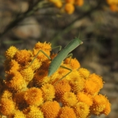 Orthodera ministralis at Conder, ACT - 7 Dec 2014