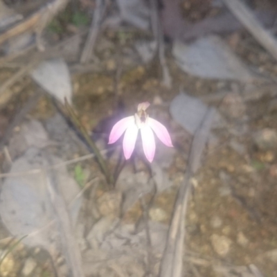 Caladenia fuscata (Dusky Fingers) at Bullen Range - 5 Sep 2016 by gregbaines