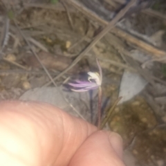 Caladenia fuscata at Bullen Range - suppressed