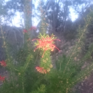 Grevillea juniperina subsp. fortis at Bullen Range - 5 Sep 2016