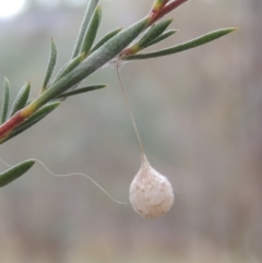 Araneae (order) (Unidentified spider) at Namadgi National Park - 4 Feb 2015 by michaelb