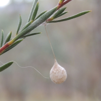 Araneae (order) (Unidentified spider) at Tennent, ACT - 4 Feb 2015 by michaelb