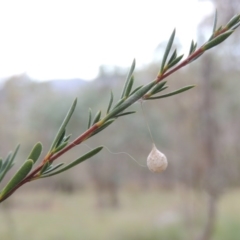 Tamopsis sp. (genus) at Tennent, ACT - 4 Feb 2015 07:56 PM