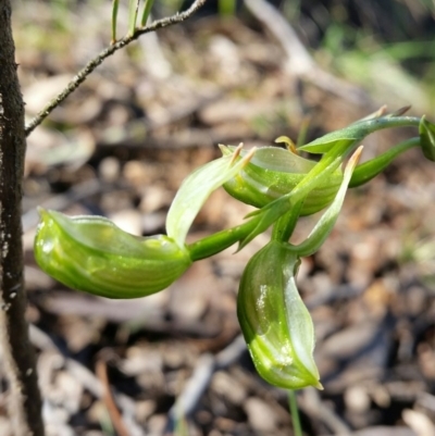 Bunochilus umbrinus (Broad-sepaled Leafy Greenhood) at Mount Jerrabomberra - 27 Aug 2016 by roachie
