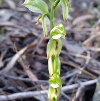 Bunochilus umbrinus (Broad-sepaled Leafy Greenhood) at Mount Jerrabomberra - 27 Aug 2016 by roachie