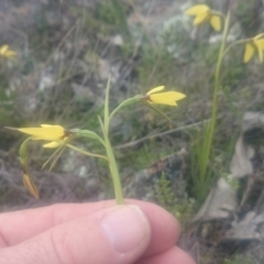 Diuris chryseopsis (Golden Moth) at Goorooyarroo NR (ACT) - 8 Sep 2016 by gregbaines