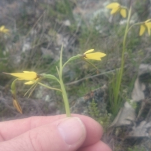 Diuris chryseopsis at Gungahlin, ACT - suppressed