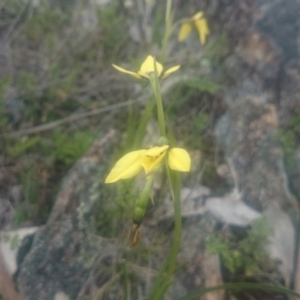 Diuris chryseopsis at Gungahlin, ACT - suppressed