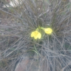 Diuris chryseopsis at Gungahlin, ACT - suppressed