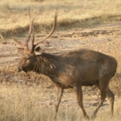 Cervus unicolor (Sambar Deer) at Cotter River, ACT - 2 Apr 2015 by ACTWildlifeAtlas