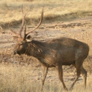 Cervus unicolor at Cotter River, ACT - 2 Apr 2015