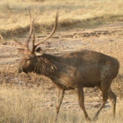 Cervus unicolor (Sambar Deer) at Namadgi National Park - 1 Apr 2015 by ACTWildlifeAtlas