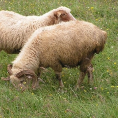 Ovis aries (Sheep) at Tuggeranong DC, ACT - 18 May 1992 by ACTWildlifeAtlas