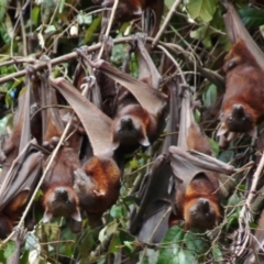 Pteropus scapulatus (Little Red Flying Fox) at Tharwa, ACT - 22 Feb 1994 by ACTWildlifeAtlas