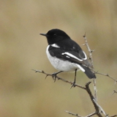 Melanodryas cucullata (Hooded Robin) at Googong Foreshore - 8 Sep 2016 by JohnBundock