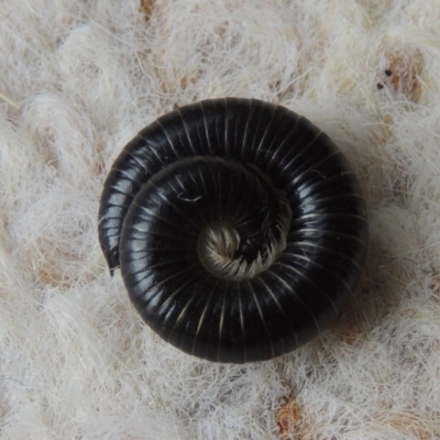 Ommatoiulus moreleti (Portuguese Millipede) at Pollinator-friendly garden Conder - 30 Mar 2014 by michaelb