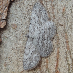 Psilosticha absorpta (Fine-waved Bark Moth) at Conder, ACT - 10 May 2014 by michaelb