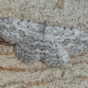 Psilosticha absorpta at Conder, ACT - 10 May 2014 10:48 AM