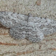 Psilosticha absorpta at Conder, ACT - 10 May 2014