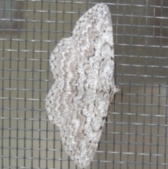 Psilosticha absorpta (Fine-waved Bark Moth) at Pollinator-friendly garden Conder - 10 May 2014 by michaelb