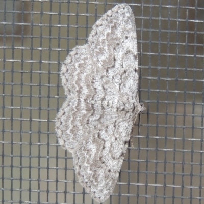 Psilosticha absorpta (Fine-waved Bark Moth) at Pollinator-friendly garden Conder - 10 May 2014 by michaelb