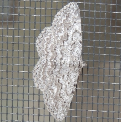 Psilosticha absorpta (Fine-waved Bark Moth) at Conder, ACT - 10 May 2014 by MichaelBedingfield