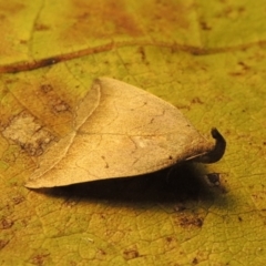 Simplicia armatalis (Crescent Moth) at Conder, ACT - 19 Apr 2015 by MichaelBedingfield