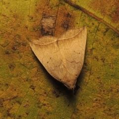 Simplicia armatalis at Conder, ACT - 19 Apr 2015 12:12 PM